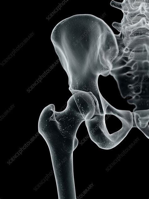 Human Hip Bone Artwork Stock Image F0094197 Science Photo Library