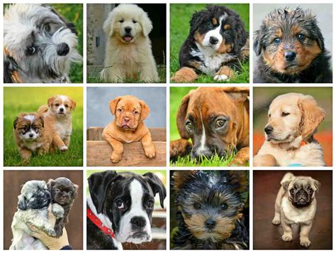 Породы Собак Картинки И Названия Фото Telegraph