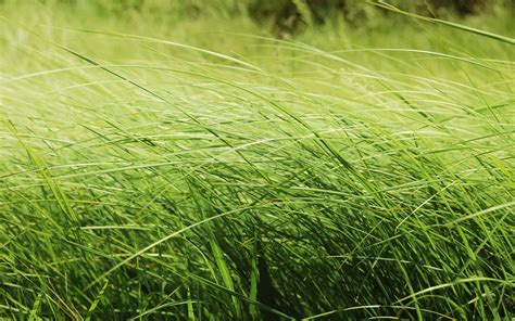 Free Photo Green Tall Grass Close Up Color Field Free Download Jooinn