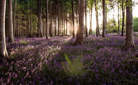 Wild Flowers In The Forest Hd Wallpaper Background Image 3600x2239