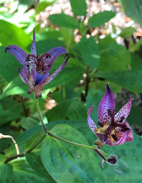 Frog Fruit And Toad Lilies Community Blogs