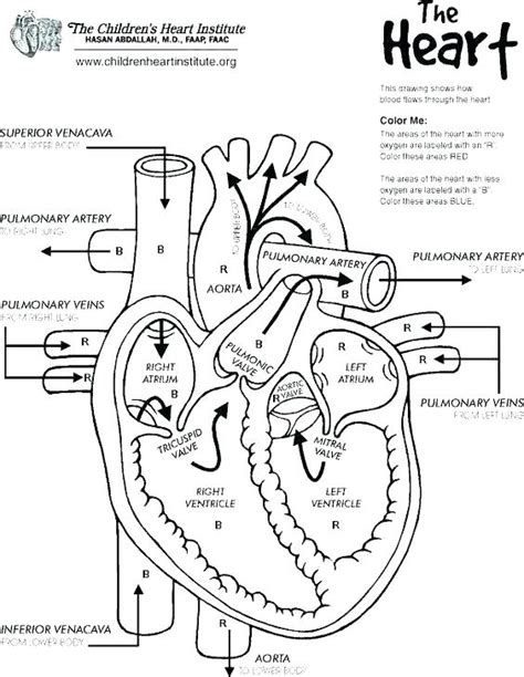 Anatomy And Physiology Coloring Pages Free At Free