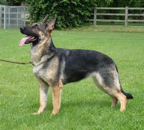 What Are Some Good Names For A Female German Shepherd