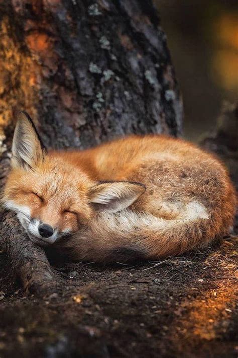 Cute Sleeping Fox Rfoxes