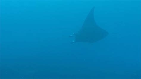 Manta Ray Dive Bora Bora Youtube