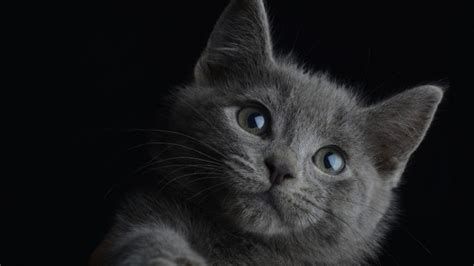 Gray Kitten In The Dark Hd Wallpaper Download