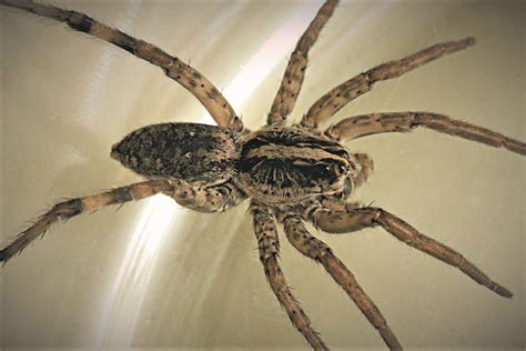 Spider Id Spider Identification Identify Spiders Corkys Pest Control