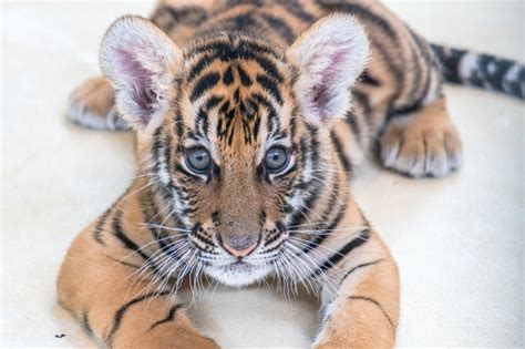 Whiskers help the tiger feel for. Baby Bengal Tiger Stock Photo - Download Image Now - iStock