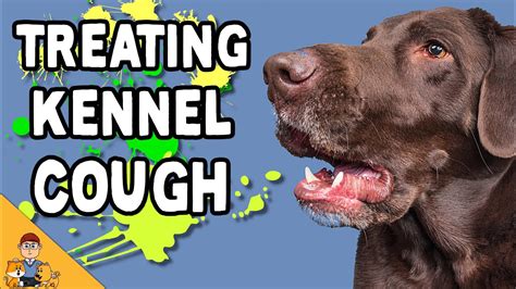 Kennel Cough In Dogs Home Treatment Or Antibiotics Youtube
