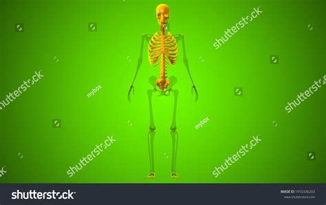 Human Skeleton Axial Skeleton Anatomy 3d Stock Illustration 1910336203