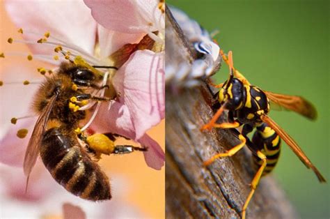 Sering Dianggap Sama Apa Sebenarnya Perbedaan Lebah Dan Tawon Bobo