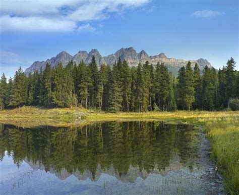 Tim Fitzharris Yellowhead Mountain And Yellowhead Lake With Boreal