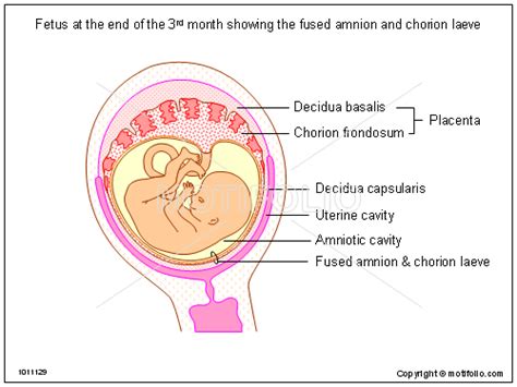 Fetus At The End Of The 3rd Month Showing The Fused Amnion And Chorion