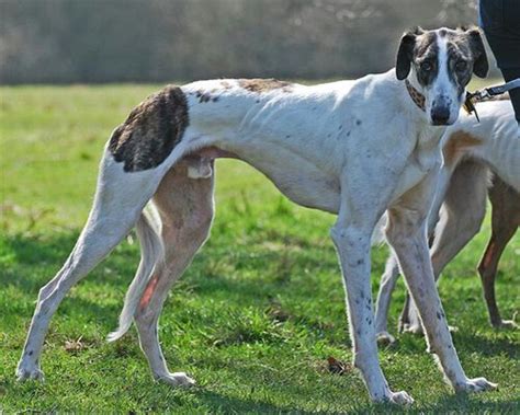 Greyhound X Saluki Lurcher Cross Saluki Lurcher Working Dogs