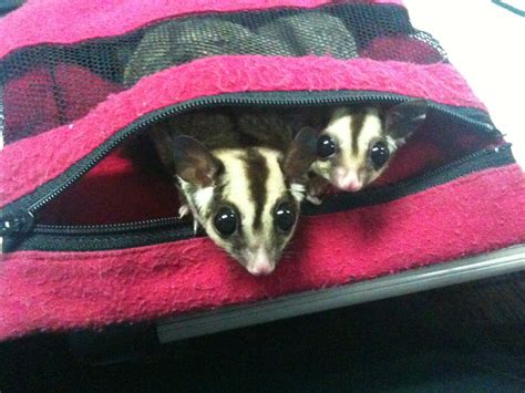 More than 149 sugar glider house at pleasant prices up to 39 usd fast and free worldwide shipping! Freeze Sugar Glider: Awesome Sugar Glider for sale!!