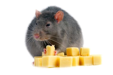 Rat Eating Cheese Images Matteomezzetta