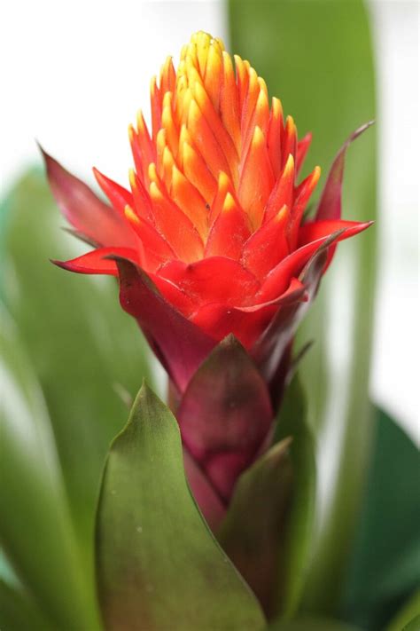 Free Picture Exotic Flower Flower Bud Tropical Blossom Bouquet