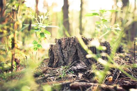 Stump In Forest Free Stock Photo Picjumbo