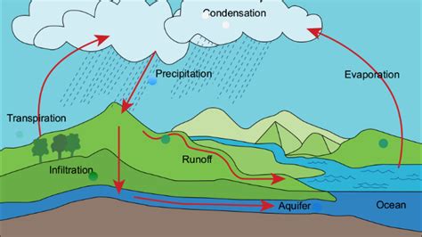 Water Cycle Diagram Labeled With Infiltration