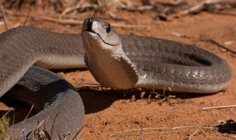 Learn how venomous it is and whether it's true this snake can outrace a human or horse. Top 10 Most Deadliest Venomous Snakes | Digital Mode