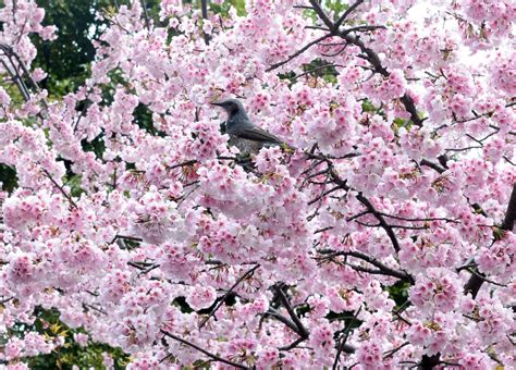 Cherry blossom season begins - in pictures | Cherry blossom, Cherry blossom season, Blossom trees