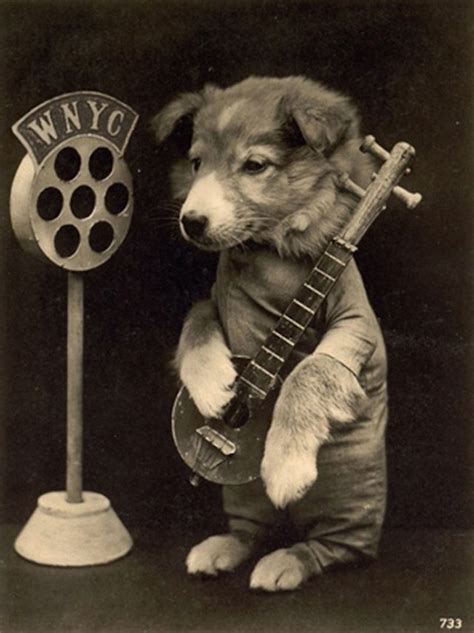 20 Funny Vintage Photos Show Animals Playing Musical Instruments As