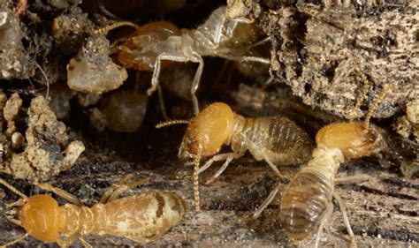 Giant Termite Network As Old As Pyramids Found In Brazil The Size Of