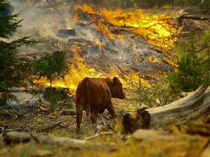 Animals California Wildfires Wildlife
