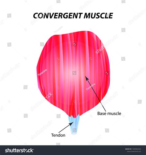 Structure Skeletal Muscle Convergent Muscle Tendon Stock Vector