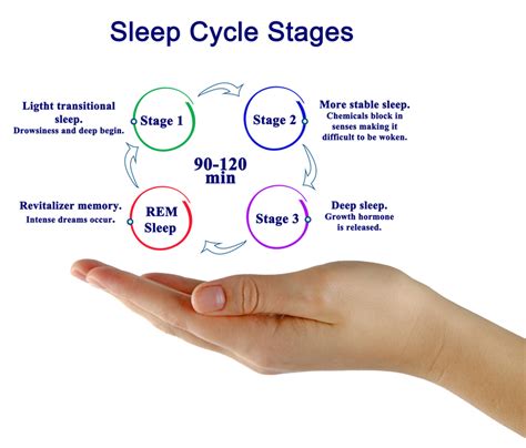 five stages of sleep cycle