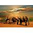 Best Safaris In South Africa  Wanted