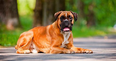 Top 10 Guard Dog Breeds The Best Watchdogs For Protection