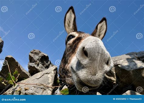 Funny Donkey Stock Photography 19142108