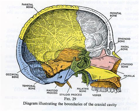 Both the dorsal and ventral cavities and their subdivisions are shown in. The cranial cavity. | From 'Foundations Of Anatomy ...