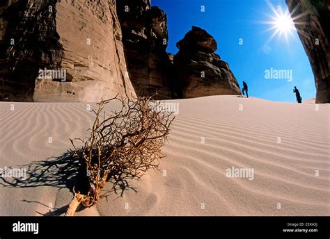 Desert Flora And Fauna Middle East Stock Photo Alamy