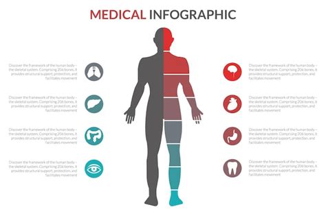 Premium Vector Human Organs Icons With Male Figure Infographics Set
