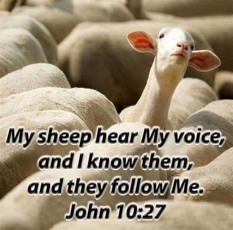 My Sheep Know My Voice Kjv Voiceswq