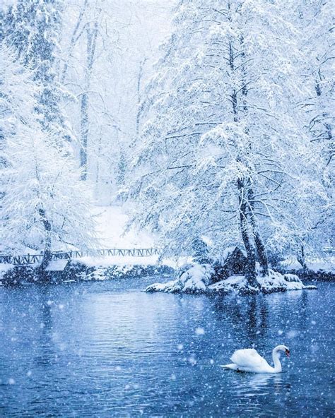 A White Swan Floating On Top Of A Lake Surrounded By Snow Covered Trees