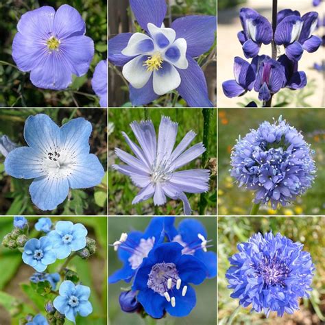 Blue Wildflower Names Wildflower Mixture Dazzling Blue