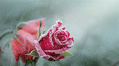 Red Rose Flower Frozen Pink Winter Hd Wallpaper