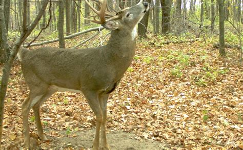 What Time Of Day Do Bucks Check Scrapes Gear Guide Pro