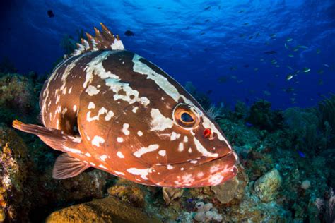 Nassau Grouper Stock Photos Pictures And Royalty Free Images Istock
