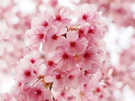 Sakura Japans Beloved Flower Choo Yilin