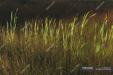Tall Wild Grass Growing In Marsh In Summer — Scenics Outdoors Stock