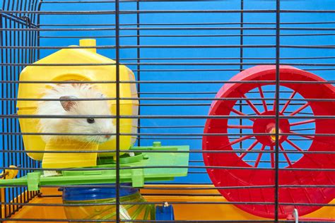 What Should You Put In A Hamsters Cage An Owners Checklist
