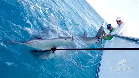 Greg Norman Catches World Record Hammerhead Shark 9pickle