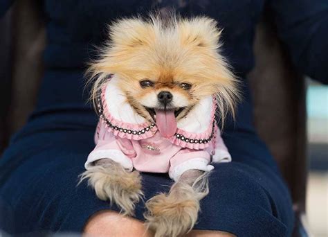 Lisa Vanderpump Devastated As Her Precious Dog Giggy Dies