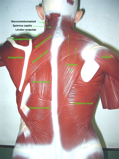 This labeled human muscular system chart illustrates the major muscle groups in the back (posterior) view and the front (anterior) view. Torso in I3-310