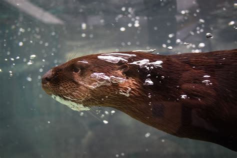 Meet The Otters Huck Mote Marine Laboratory And Aquarium