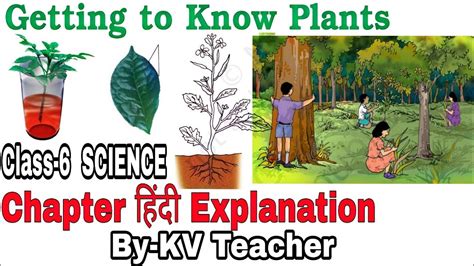 Part 1 Getting To Know Plants Class 6 Science Ncert Chapter 7